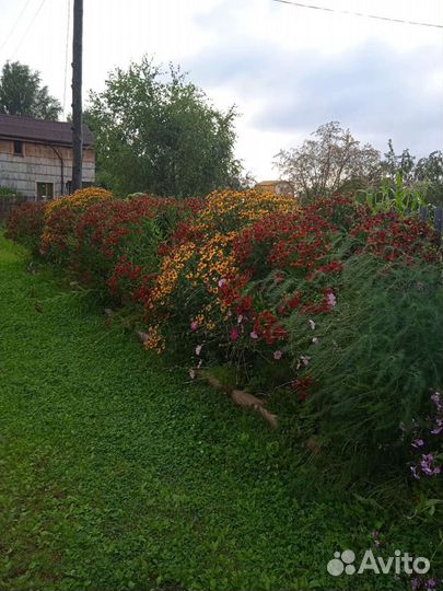 Саженцы многолетних цветов(Гелениум, хоста)