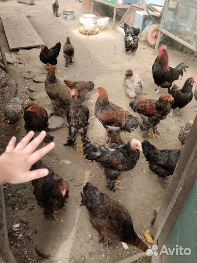 Куры несушки