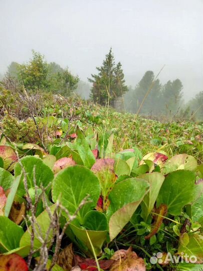 Туры по Алтаю 