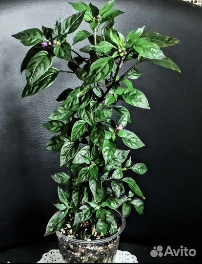 Комнатный жгучий перец