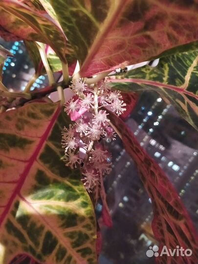 Кодиеум кротон