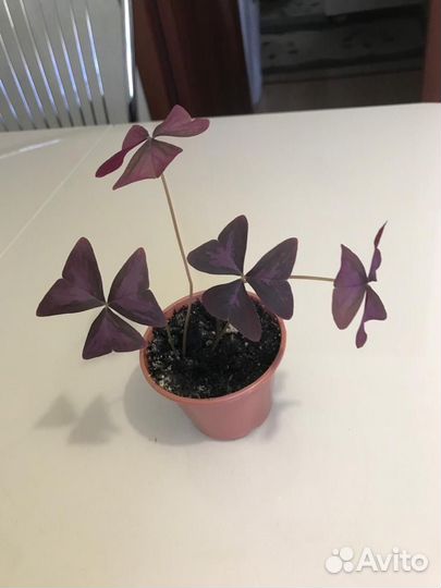 Кислица оксалис