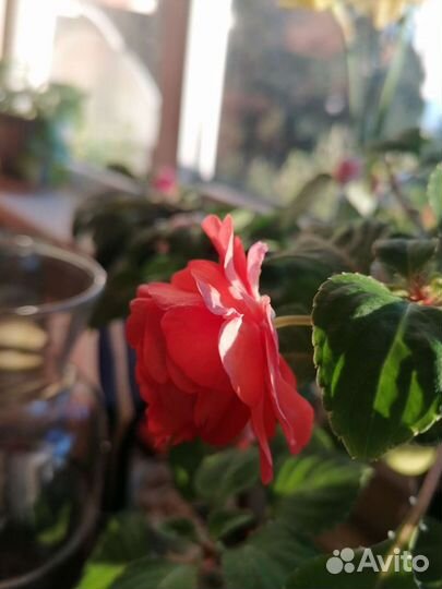 Бальзамин махровый