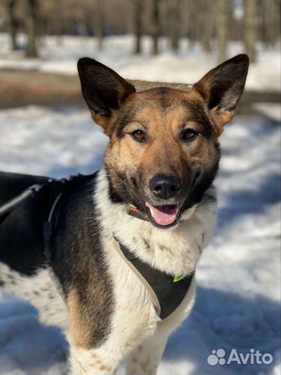 Собака в дар