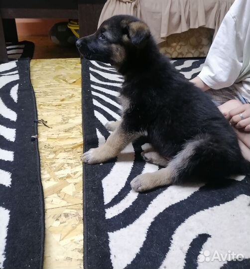 Восточноевропейская овчарка
