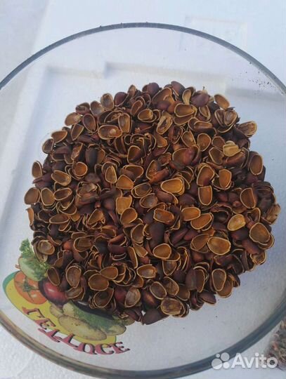 Скорлупа кедрового ореха