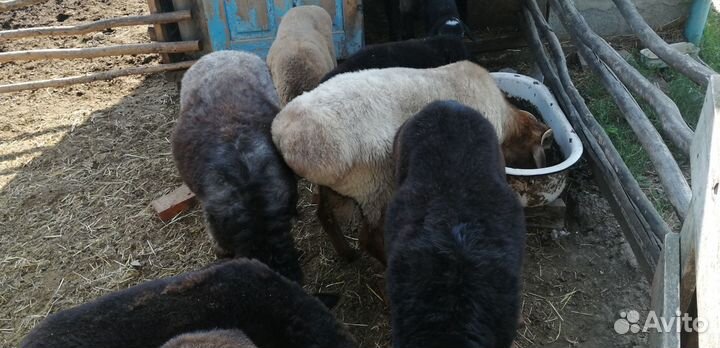 Овцы курдючные