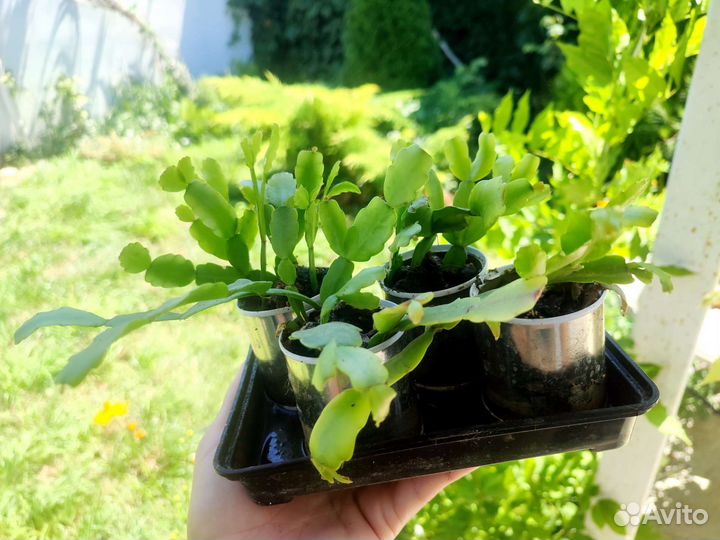 Рождественник шлюмбергер 