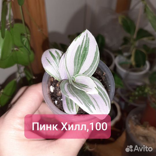 Традесканция Пинк Хилл