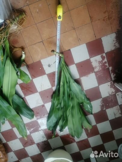 Пальма комнатная, драцена огромная