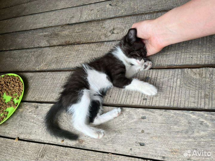 Кошечка в добрые руки
