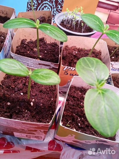 Рассада огурцов, помидор и горького перца