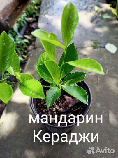 Мандарин Кераджи