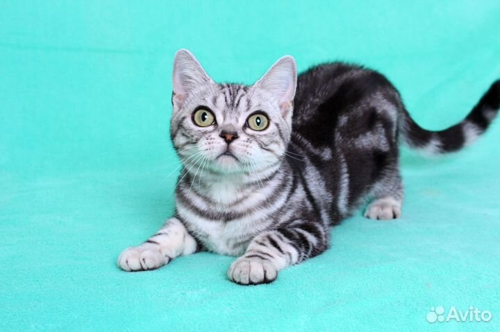 Кошка американская короткошерстная