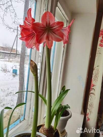 Гиппиаструм Амариллис (отросток) Розовый