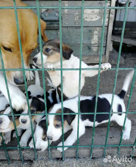 Щенки русской гончей пегой