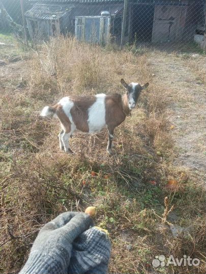 Коза и козёл 5р за обоих