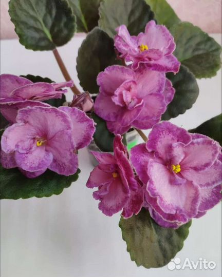 Фиалка листья