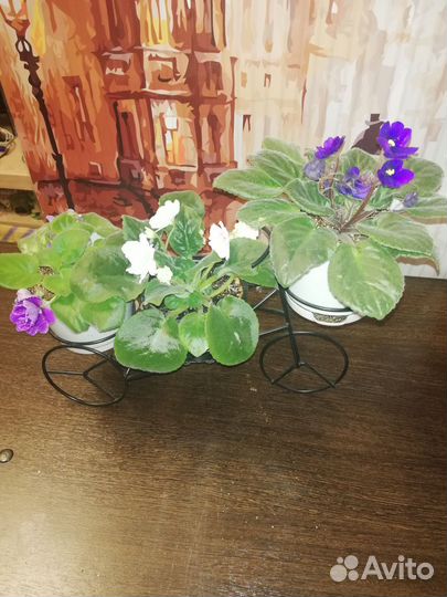 Фиалки в подставке
