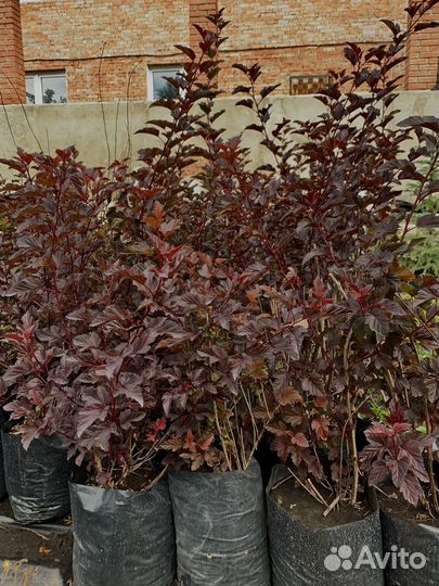 Саженцы пузыреплодника