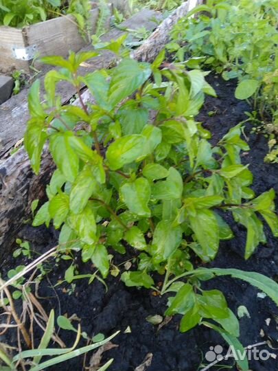 Мята сортовая