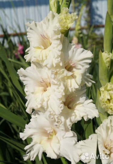 Луковицы крокусы, гиацинты, гладиолусы, ирис оптом