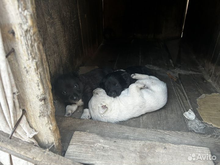 Щенки в добрые руки