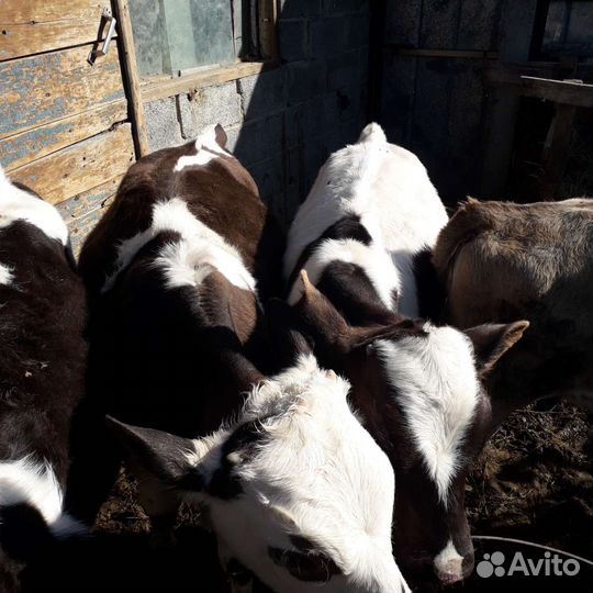 Телята бычки 5 и 3 мес. 55 т.р