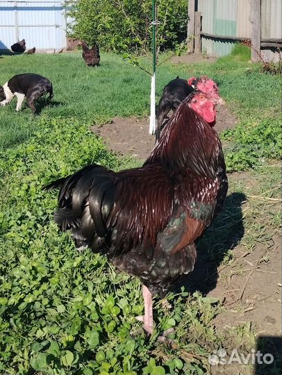 Петух породы Суссекс
