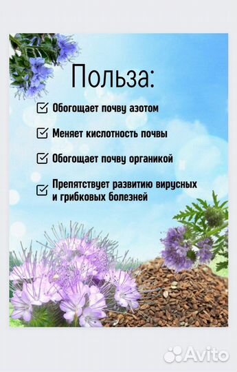 Семена фацелии