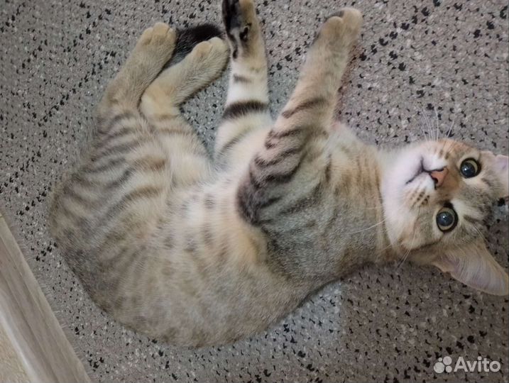 Кошка в добрые руки