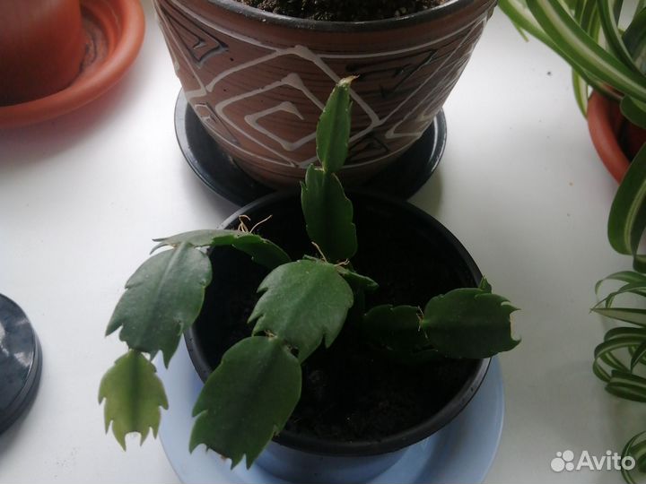 Декабрист шлюмбергера белый