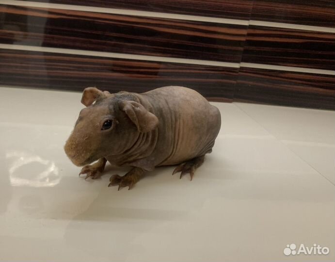 Морские свинки скинни - нарядная милашка