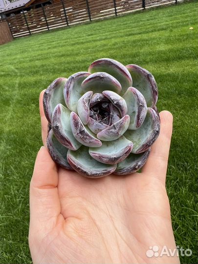 Суккуленты корея