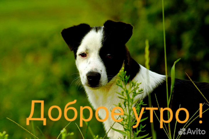 Собака в добрые руки