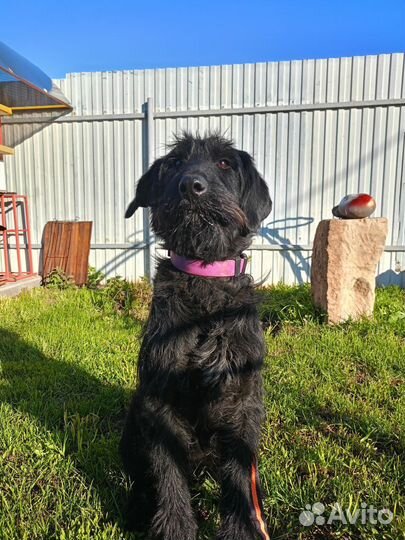 Дратхаар в добрые руки