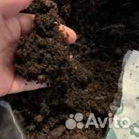 Почва для цветов