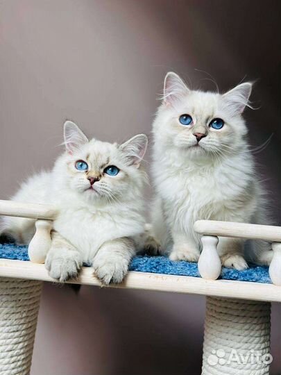 Невские маскарадные котята