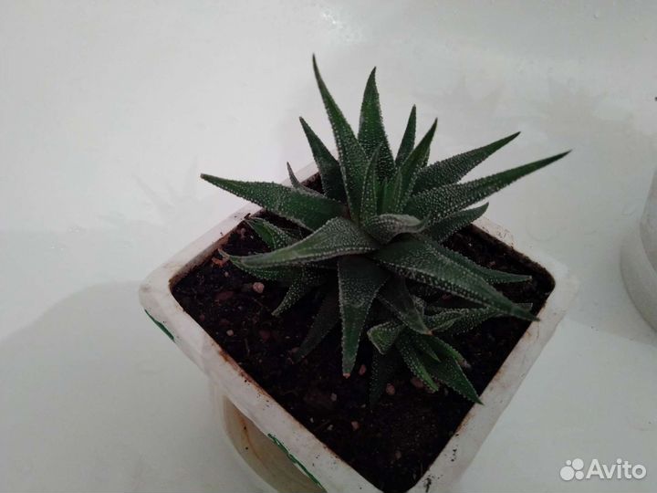 Суккуленты