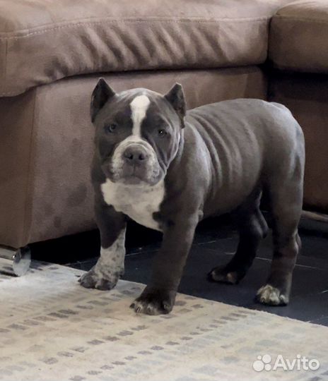 Американский булли