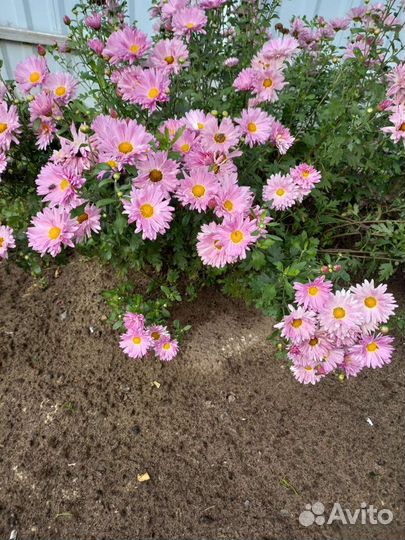 Хризантема