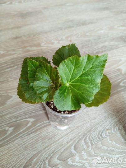 Бегония элатиор трехцветная