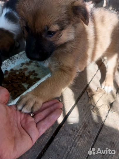 Отдам щенка,мальчик