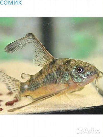 Крапчатые сомики вуалевые, данио гло, аквариумы