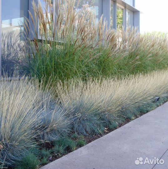 Овсяница сизая