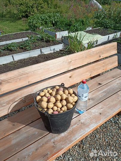 Картофель на корм скоту