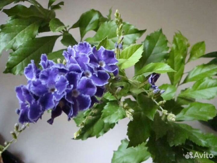 Дуранта цветы комнатные