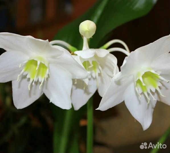 Эухарис амазонская лилия