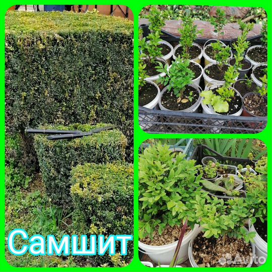 Самшит саженцы