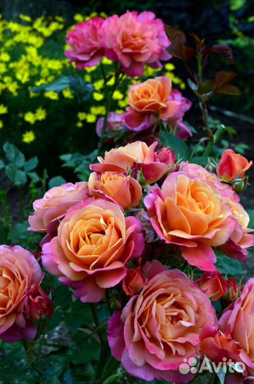 Садовые европейские розы